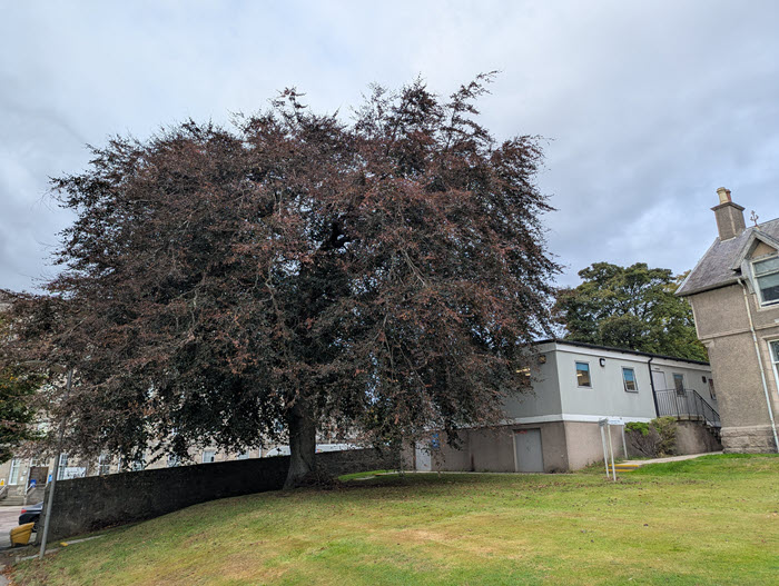 Copper Beech tree