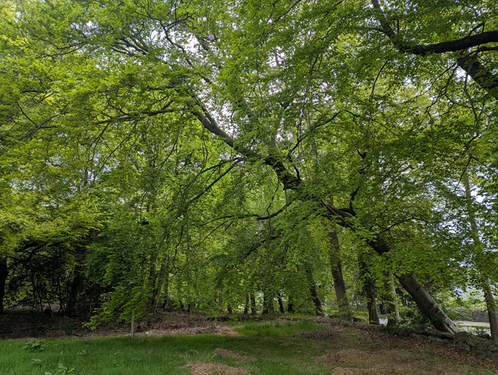Leaning tree