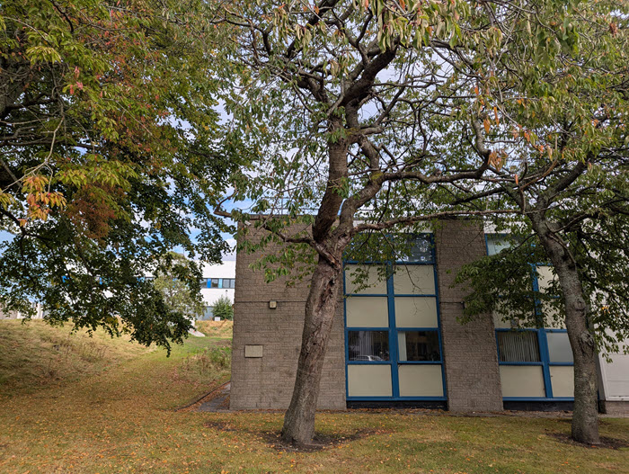 Tree by Halls
