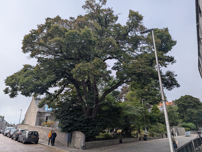 Tree on road junction