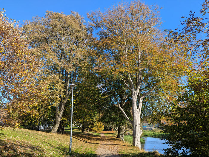 Trees by watercourse