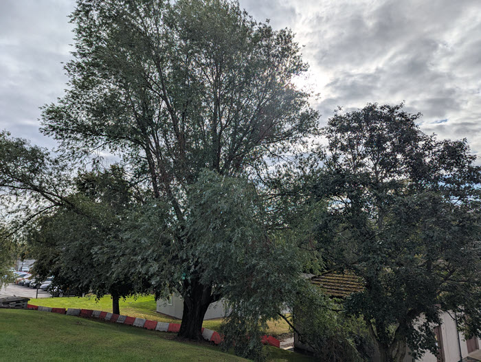 Willow tree on Bank