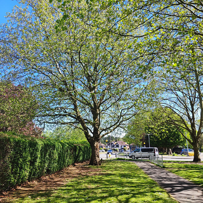 trees near turnstile