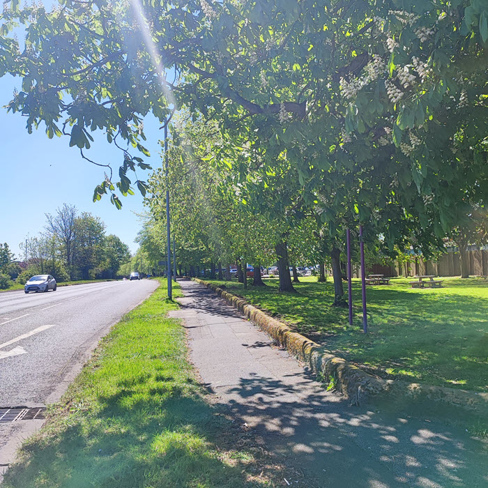 trees along pavement